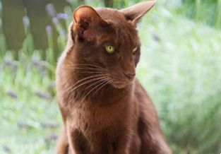 Havana cat