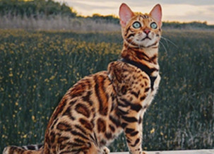 Bengal Cat