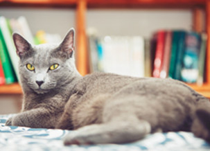 Russian Blue Cat