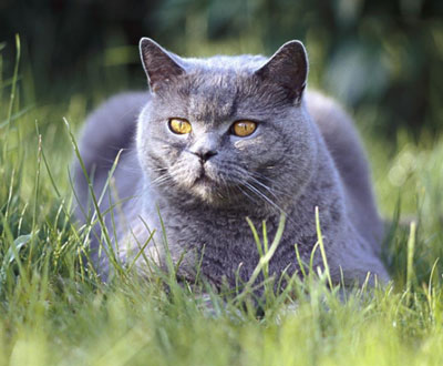 Chartreux Cat