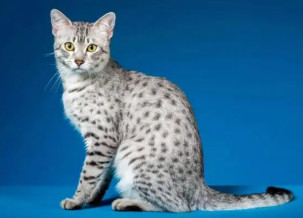 Egyptian Mau