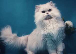 Golden Chinchilla Cat