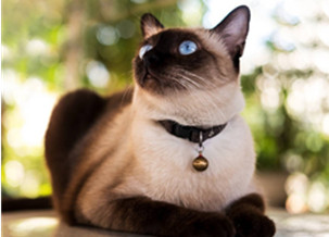 Siamese Cat