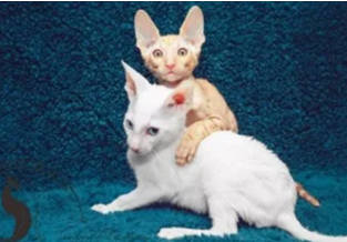 Cornish Rex