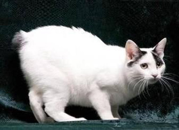 Japanese Bobtail Cat