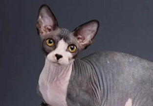 Peterbald