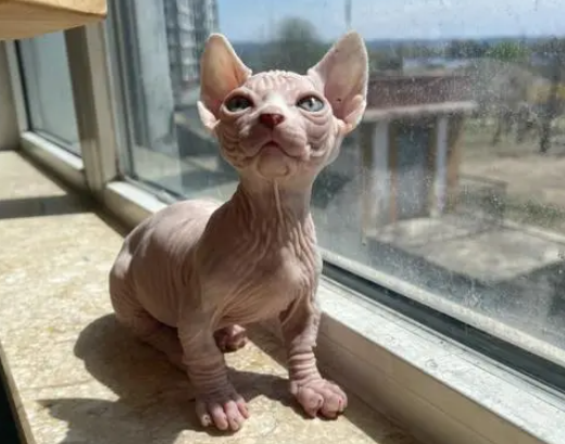 Uruguayan Hairless Cat