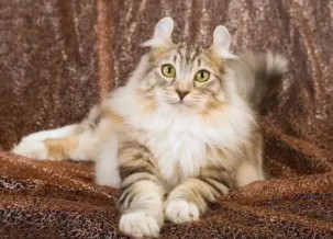 American Curl