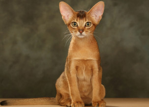 Abyssinian Cat