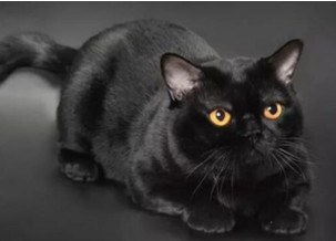 Bombay Cat