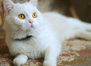 Turkish Angora Cat