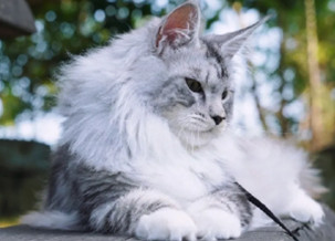 Norwegian Forest Cat