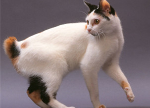 Japanese Bobtail