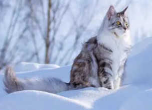 Siberian Cat