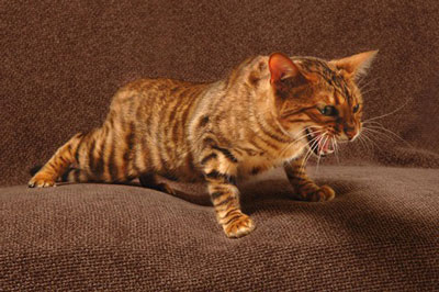 Toy Tiger Cat