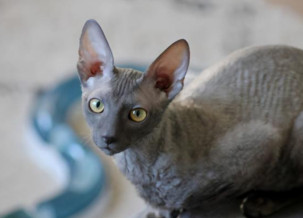 Cornish Rex Cat