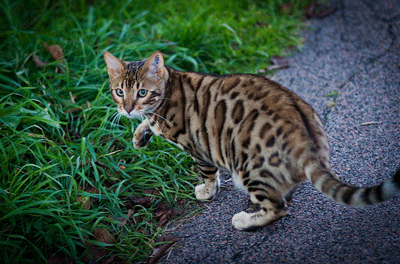 Leopard Cat