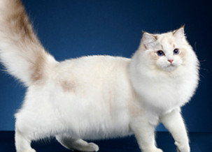 Ragdoll Cat