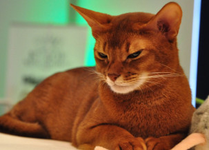 Somali Cat