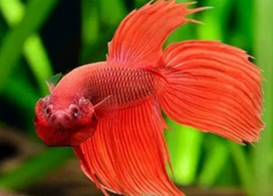 betta fish