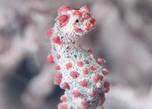 Dwarf Seahorse