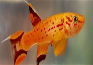 Golden Flame Goby