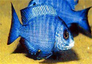 Blue Acara Fish