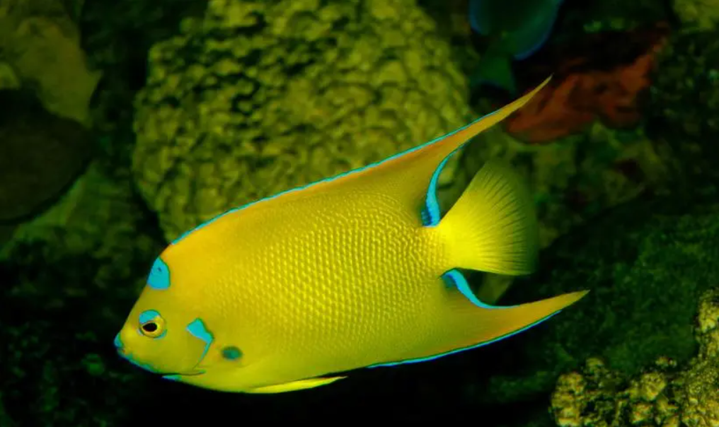 Butterflyfish with forehead spots