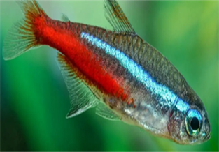 Neon Tetra