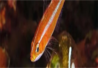 Dwarf Shrimp Tiger Fish