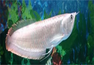 Silver Arowana