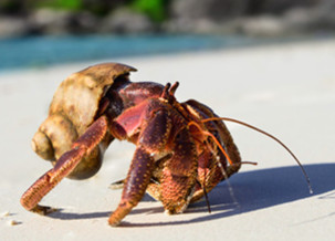 Hermit crab