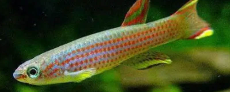 Five-line loach