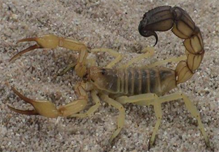 Yellow Fat-tailed Scorpion