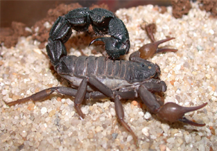 Black Thick-tailed Scorpion