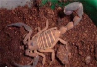 Redwood Scorpion