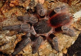 Bolivian Redtail Tarantula