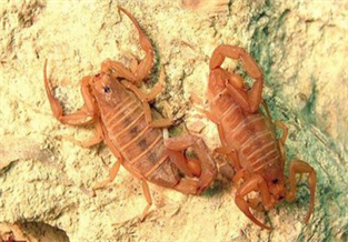 Mexican Bark Scorpion