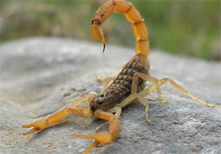 Mediterranean Yellow Scorpion