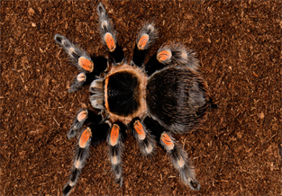 Mexican Orange-Kneed Tarantula