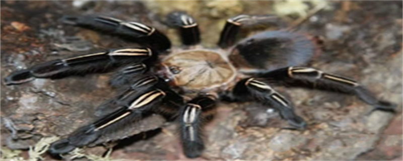 Fire Yellow Knee Spider