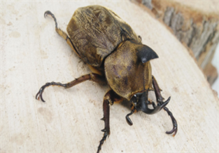 Firefly Beetle