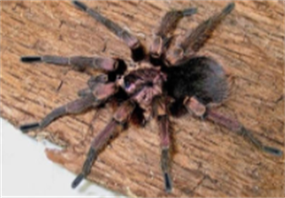 Haitian coffee-eating bird spider