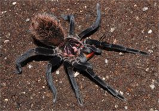 Colombian Laser Spider