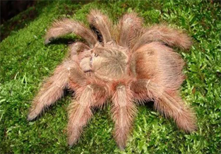 Brazilian Giant Golden-haired Spider