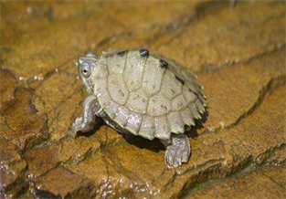 The Map Turtle