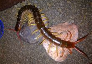 Vietnamese Giant Centipede