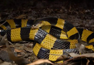 Banded krait