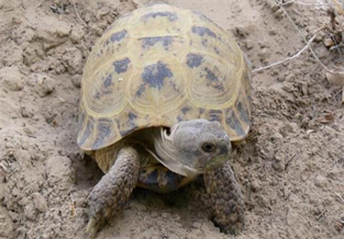 Four-clawed Land Turtle