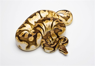 Ball Python